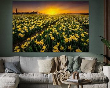 Daffodil flower field by Albert Dros