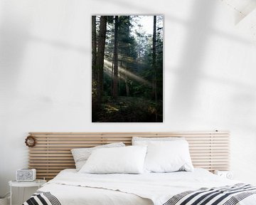 Morning sun through a dark forest by Lobke Bink