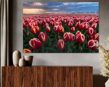 Tulips field at the sunset by Olga Ilina
