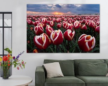 Tulips field at the sunset by Olga Ilina