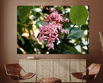 Tropical flower in full bloom in Laos