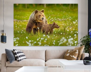 Brown bears: mother with cub by Chris Stenger