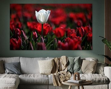 Tulpenvelden Goeree-Overflakkee van Rob van der Teen