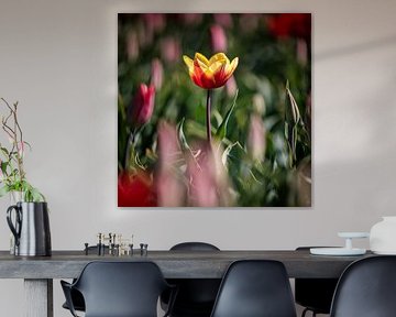 Tulpenfelder Goeree-Overflakkee