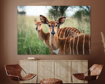 Nyala female in South Africa by Mark Wijsman