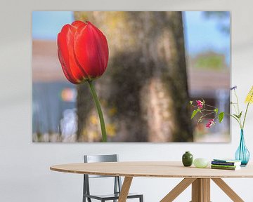 Helderrode voorbode van de lente