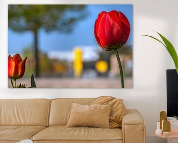 Tulpenimpressies in de zon