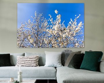 Bloeiende fruitboom in de lente van Werner Dieterich