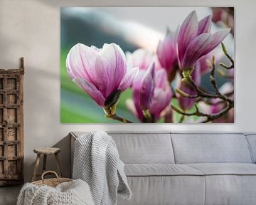 Bloeiende magnolia's in de lente van Werner Dieterich