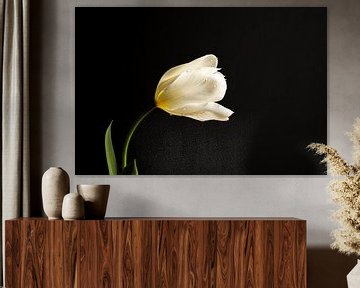 Minimalistisch stilleven met een witte tulp