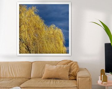 Goldene Weiden