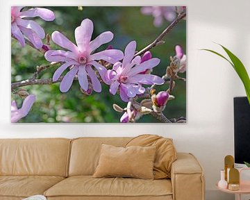 Magnolia stellata