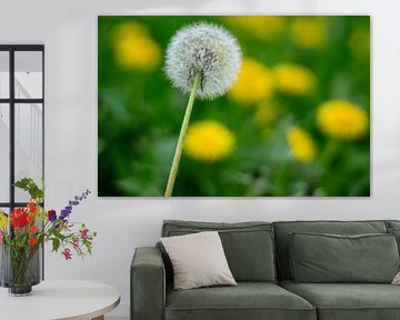 Faded dandelion with fresh yellow dandelion on a green meadow by Animaflora PicsStock