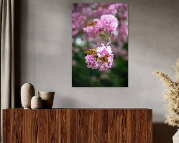 Nahaufnahme des rosa Kirschblütenbaums im Frühjahr vertikal
