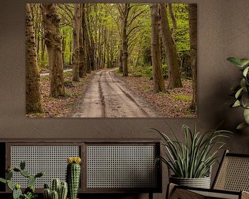 Old Forest Trails in Drente and Overijssel.