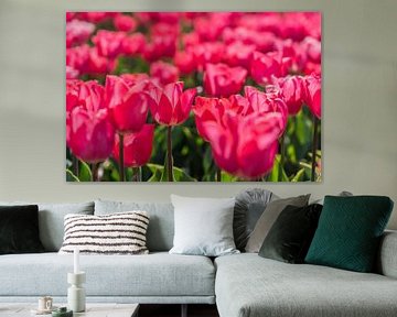 Flowering tulip field in spring in the Netherlands