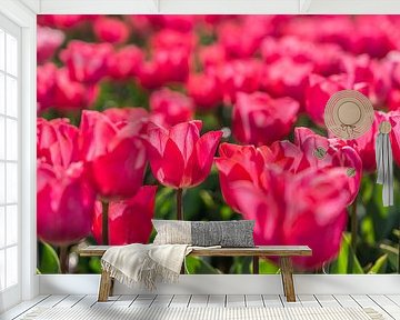 Bloeiend tulpenveld in de lente in Nederland