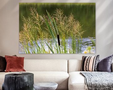 Diverse grassen en lisdodden langs de Donau van Andreas Freund