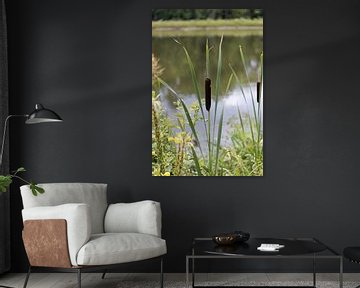 Diverse grassen en lisdodden langs de Donau van Andreas Freund