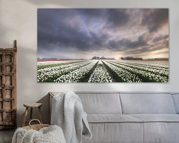 Voorjaars tulpen in Garsthuizen van Ton Drijfhamer
