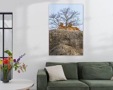 Stolz auf den Felsen