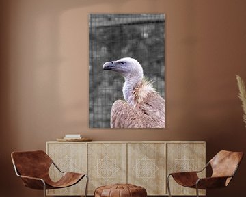 Griffon vulture: en profil by Harm-Jan Martens