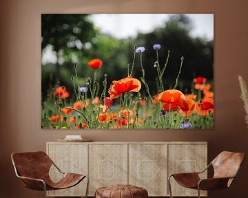 coquelicots