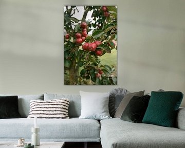 appel van Mandy Markman