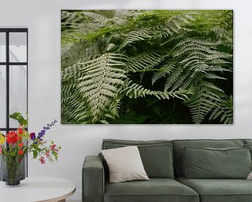 ferns by Mandy Markman