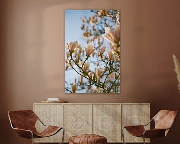 magnolia