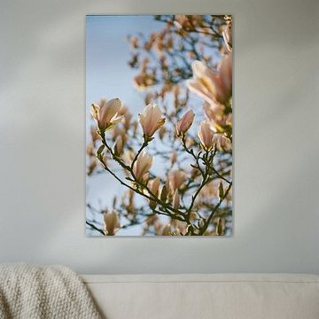 magnolia