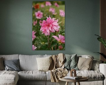 Dahlia