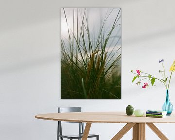 palmier sur texel