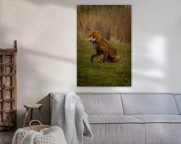 Hungriger männlicher Fuchs im Frühling. von Wouter Van der Zwan