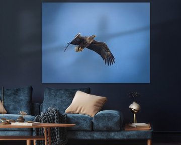 Niederländischer Weißkopfseeadler auf der Jagd nach Beute. von Wouter Van der Zwan