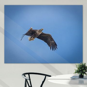 Nederlandse zeearend op jacht naar een prooi.