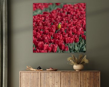 Les tulipes hollandaises reçoivent la visite de la bergeronnette jaune. sur Wouter Van der Zwan