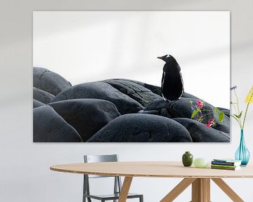 Pinguin chillt auf einem Felsen, Antarktis