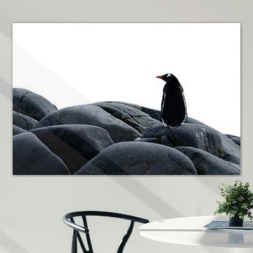 Pinguin chillend op een  rots,  Antartica