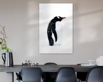 Gentoo pinguin heeft het koud, Antartica van DievanFi