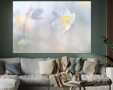 Wood anemones in pastel shades