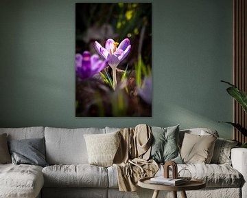 Purple crocus against the light by Your Happy Life
