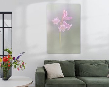 Wild hyacinth in soft shades of pink and green by Lilian Photography