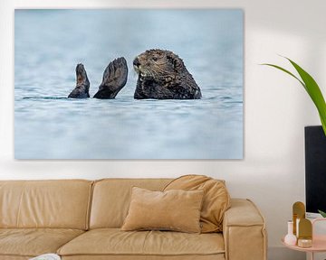 Sea otter by Menno Schaefer