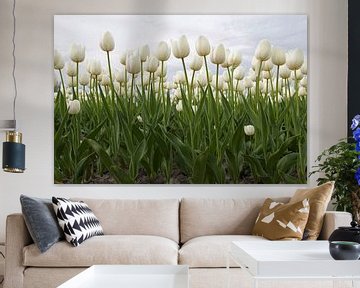 Beautiful dutch tulips sur Maurice de vries