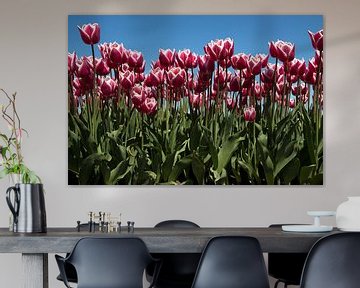 Rode tulpen voor achtergrond afbeelding. van Maurice de vries