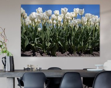 Schönen weißen Tulpen an der Wand von Maurice de vries