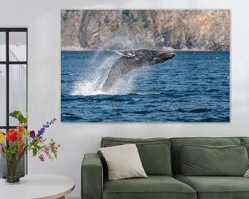 Springende bultrug walvis van Menno Schaefer