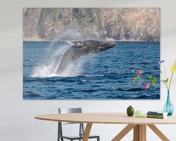 Springende bultrug walvis von Menno Schaefer