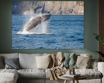 Springende bultrug walvis in Alaska van Menno Schaefer